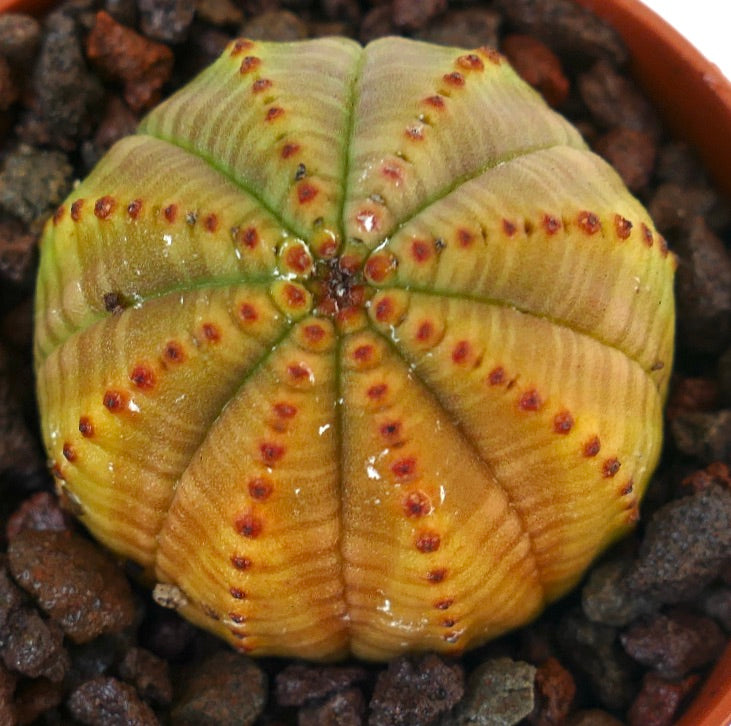 둥글고 골이 진 몸체에 노란빛이 도는 초록색 표면 위에 적갈색 반점이 있는 유포르비아 오베사 다육식물