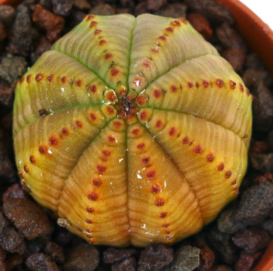 Euphorbia obesa succulent with rounded ribbed body and reddish-brown spots on yellow-green surface