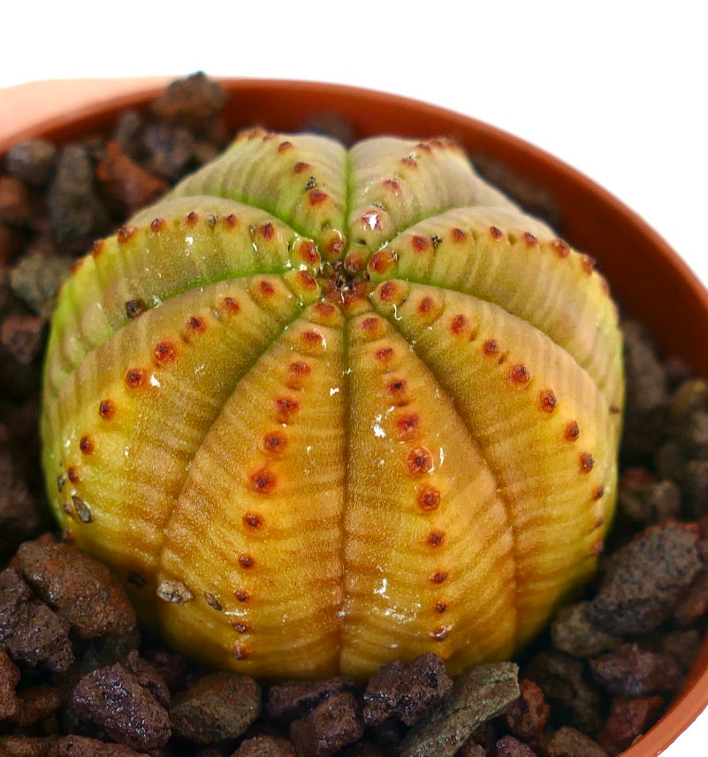 둥근 능선과 적갈색 반점이 있는 화분 속 유포르비아 오베사 다육식물