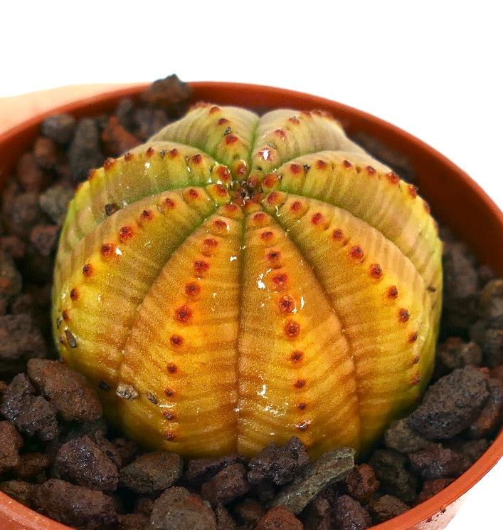 유포르비아 오베사 다육 선인장, 둥근 능선과 주황-녹색 얼룩무늬 피부