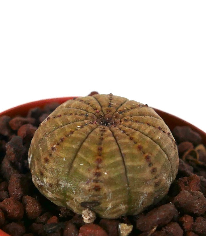 Euphorbia obesa cactus succulent avec un corps arrondi côtelé et de petits points bruns