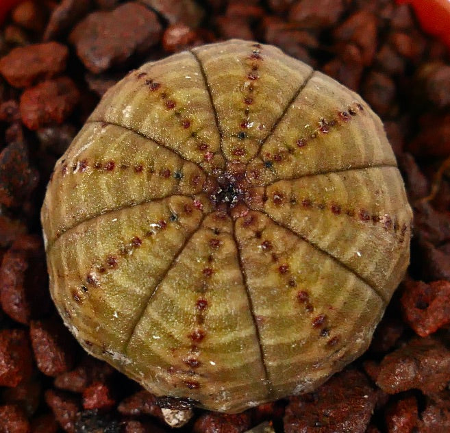 Succulente Euphorbia obesa à forme arrondie avec de subtiles rayures panachées jaune-vert