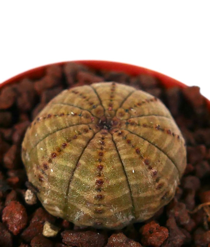 Cactus succulent Euphorbia obesa avec une forme arrondie et des crêtes verticales distinctes