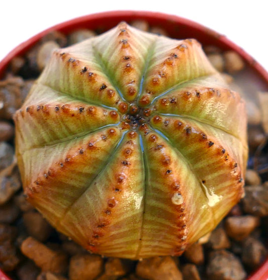 Euphorbia obesa sukkulent med rund, ribbet kropp og små brune areoler i potte