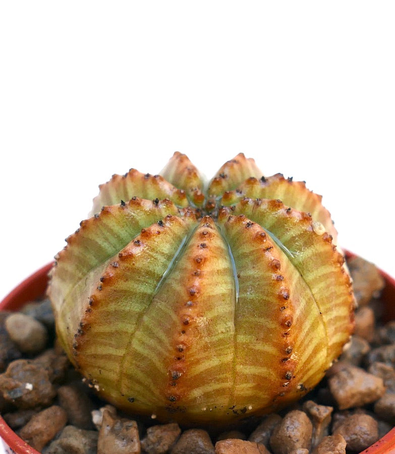 けい 巨大 ユーフォルビア オベサ Euphorbia obesa 選抜 No.019