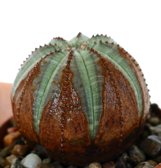 Nærbilde av Euphorbia obesa, en kuleformet sukkulent med vertikale ribber, som viser en slående blanding av brune og grønne farger, plantet i en potte med grus.