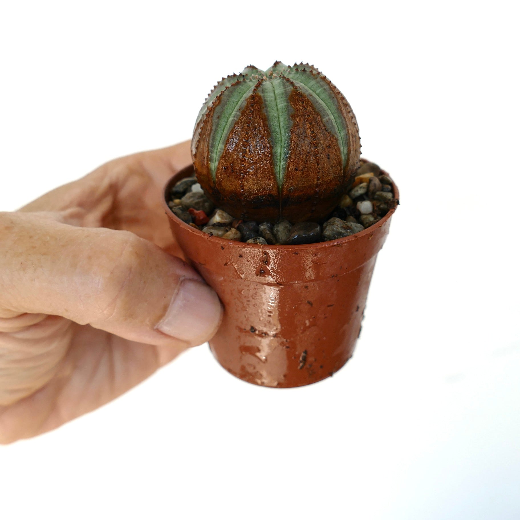 Euphorbia obesa holdt i hånden, som fremhever den runde kroppen med vekslende brune og grønne ribbede segmenter, voksende i en liten brun plastpotte.