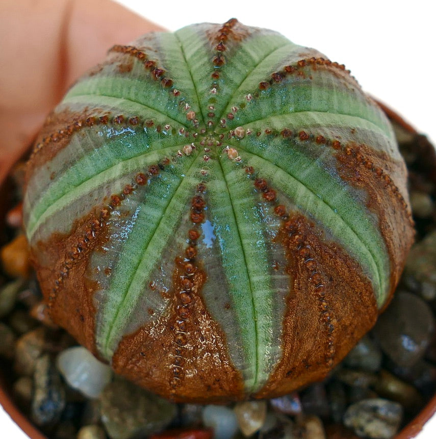 Toppbilde av Euphorbia obesa, som viser dens symmetriske ribbede struktur med grønne striper og brune seksjoner, plassert i en potte fylt med småstein.