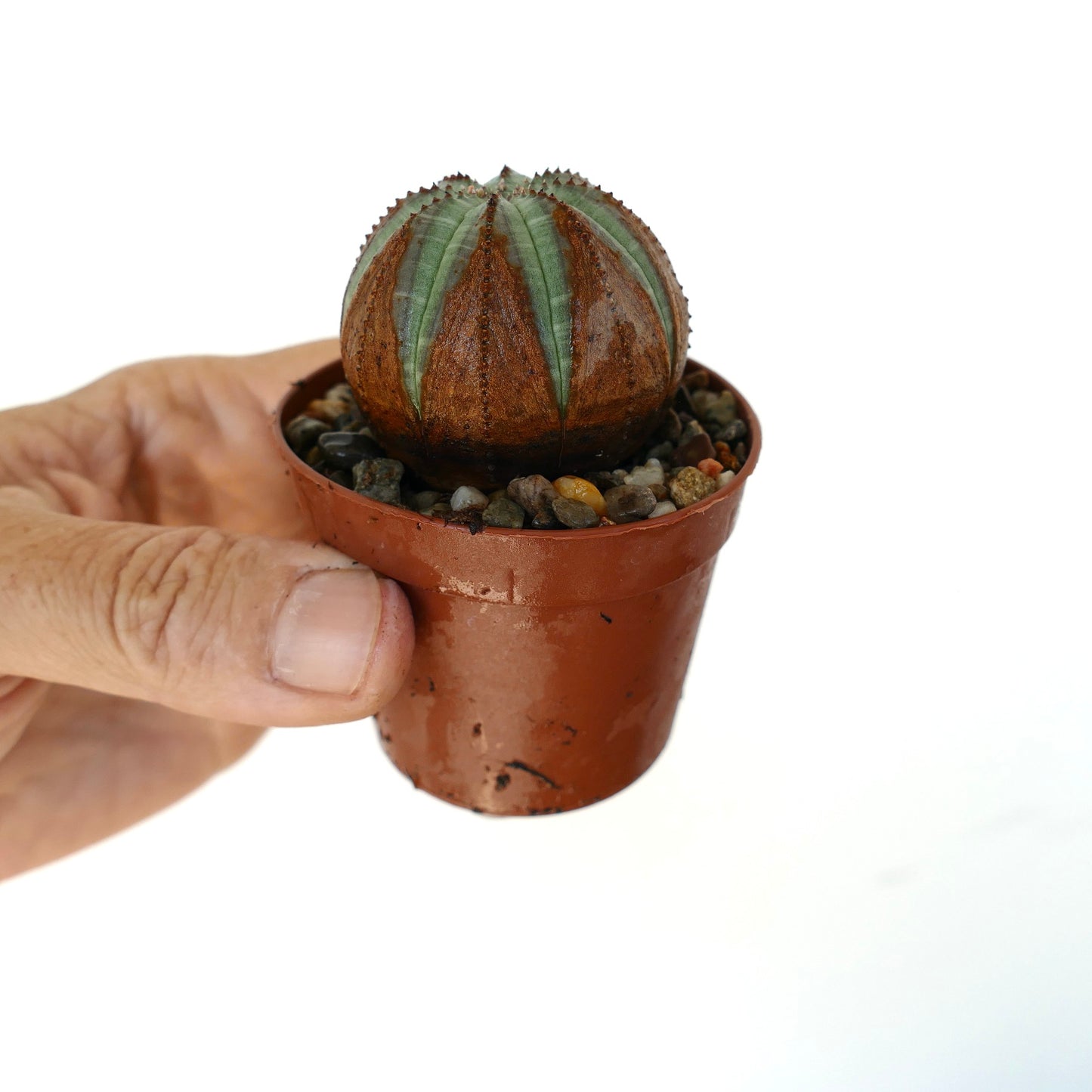 Euphorbia obesa i en brun plastpotte, vist i hånden, med en kompakt globeform og kontrasterende grønne og brune ribbemønstre.