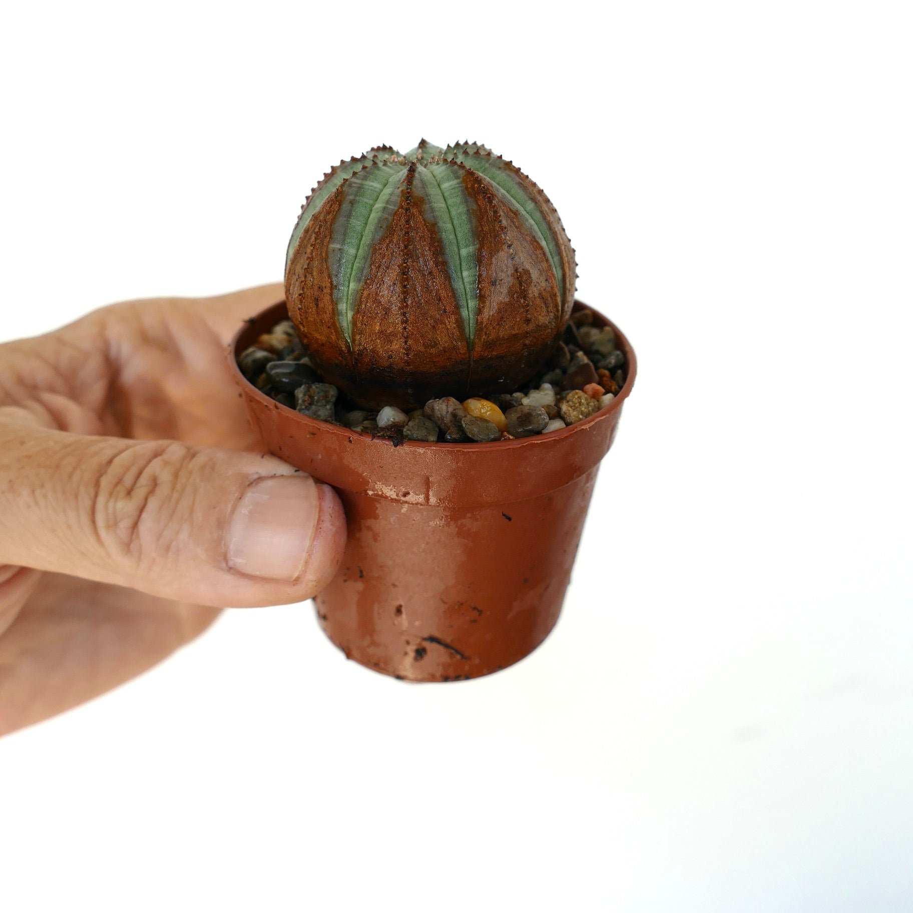 Euphorbia obesa i en brun plastpotte, vist i hånden, med en kompakt globeform og kontrasterende grønne og brune ribbemønstre.