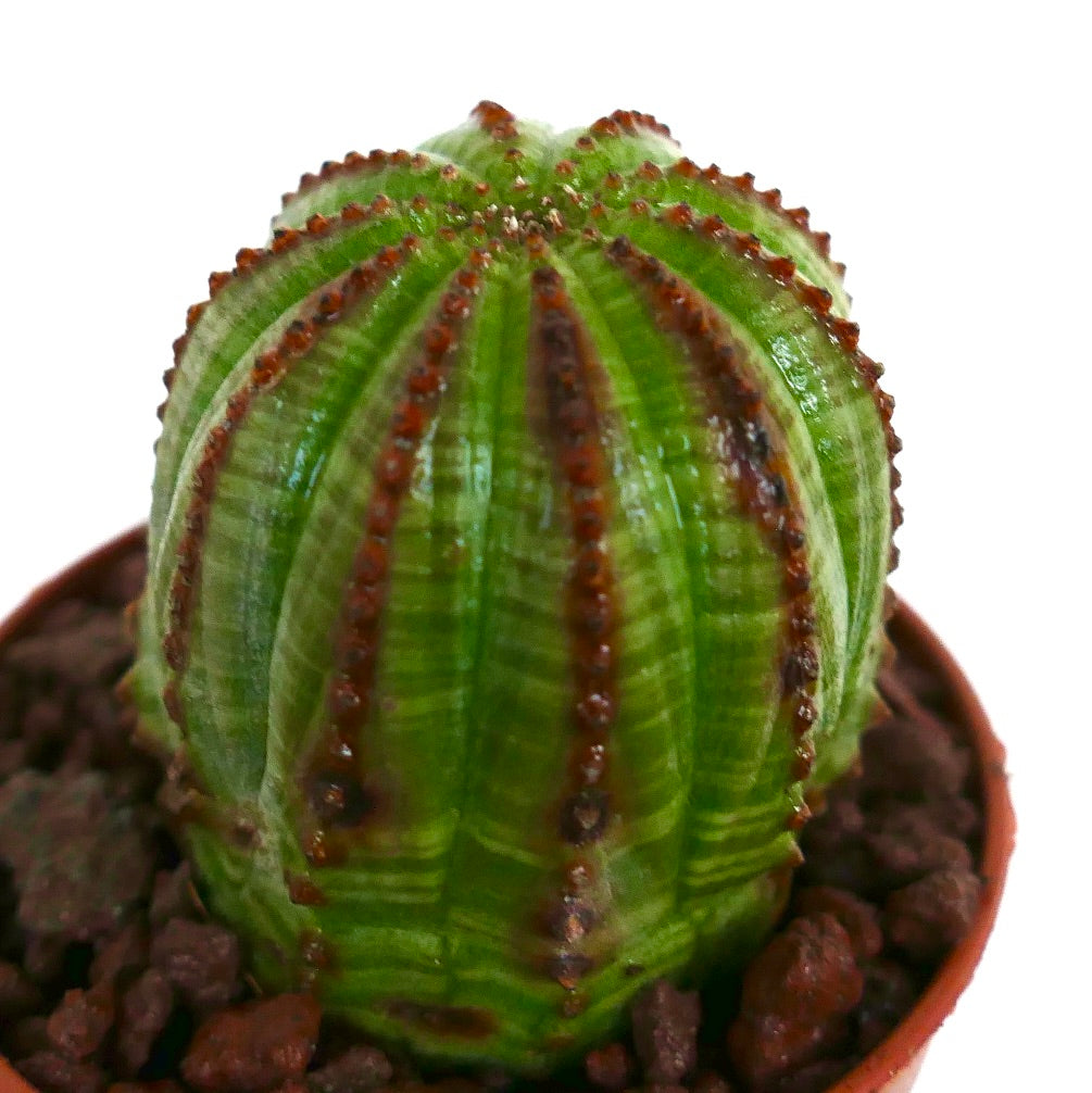 Cactus suculento Euphorbia obesa con costillas verdes y bordes espinosos marrones en maceta