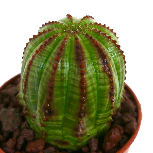 Euphorbia obesa sukkulent kaktus med grønne ribber og brune taggete kanter i potte