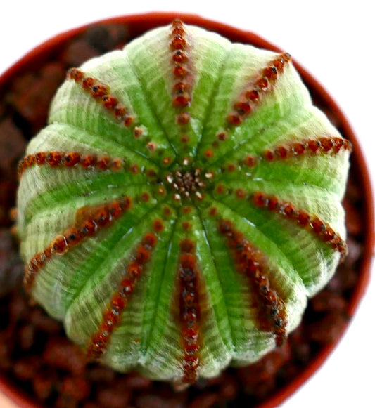 Euphorbia obesa sukkulent med avrundede ribber og brune, tornebelagte areoler i terrakottapotte