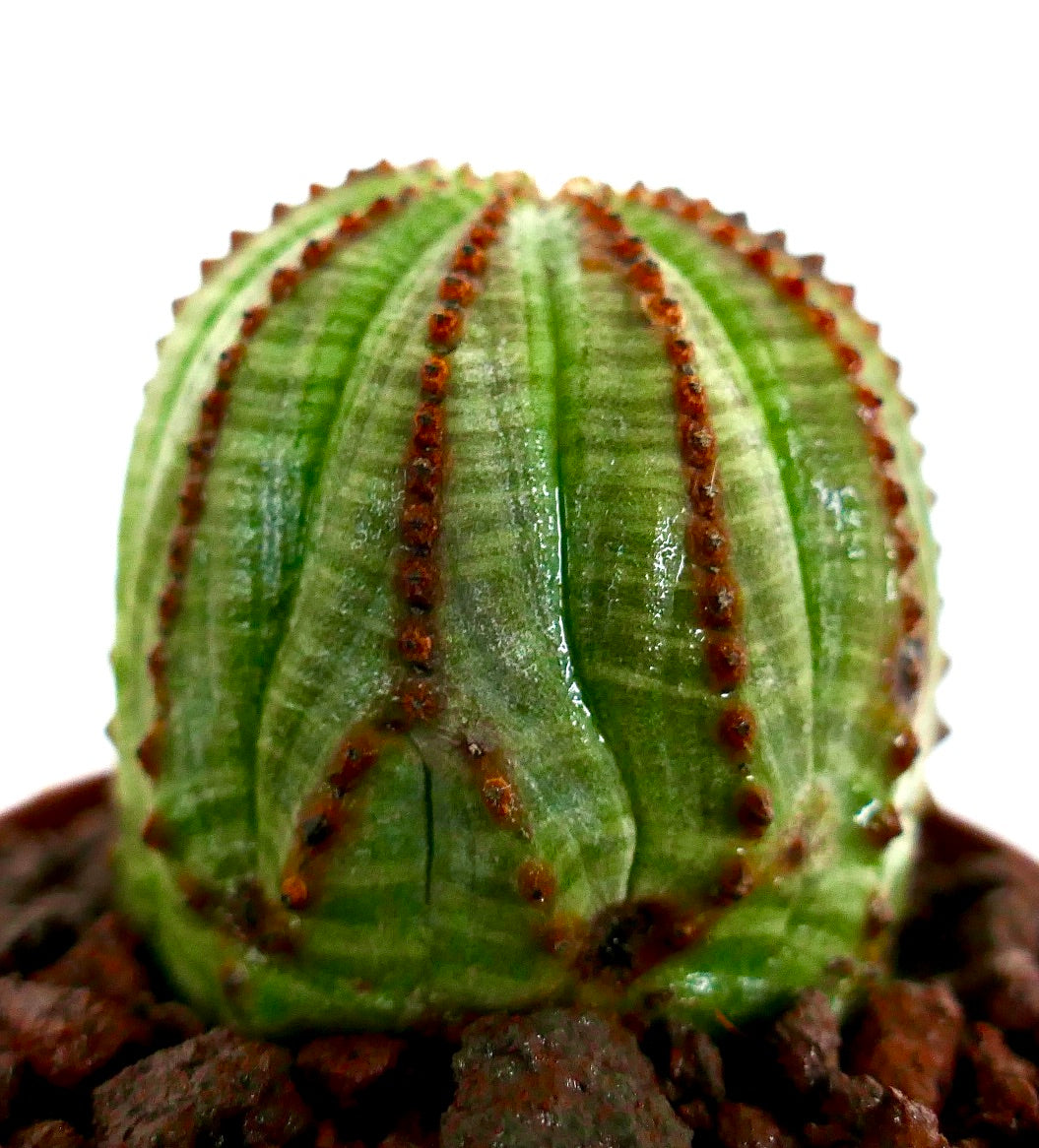 Cactus suculento Euphorbia obesa con cuerpo verde estriado y líneas de espinas marrones creciendo en suelo rocoso
