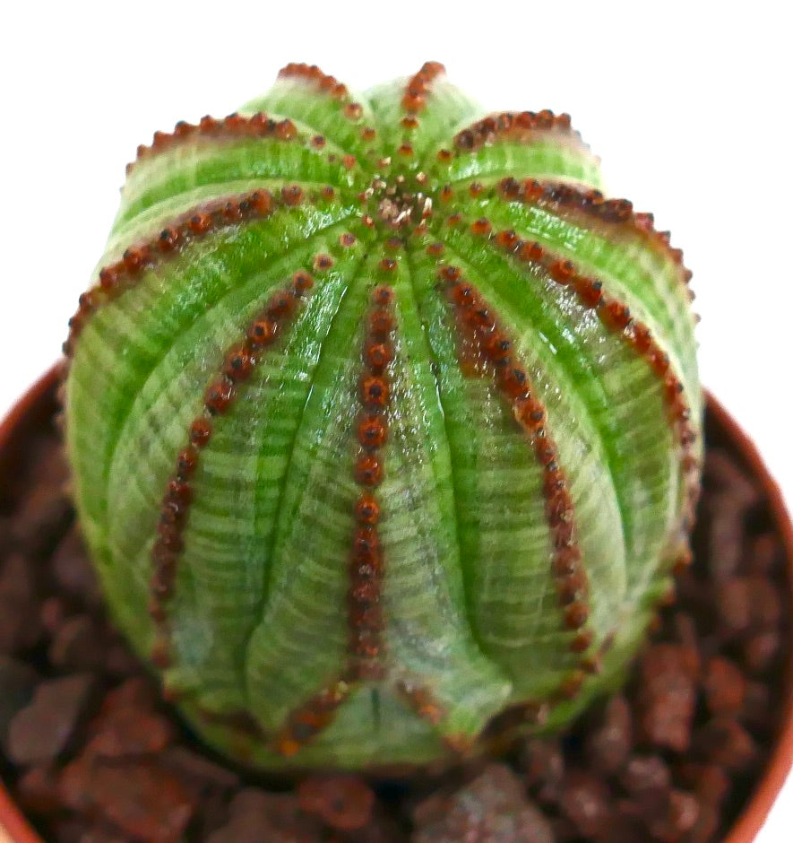 Suculenta Euphorbia obesa con costillas verdes y espinas marrones con puntos en maceta