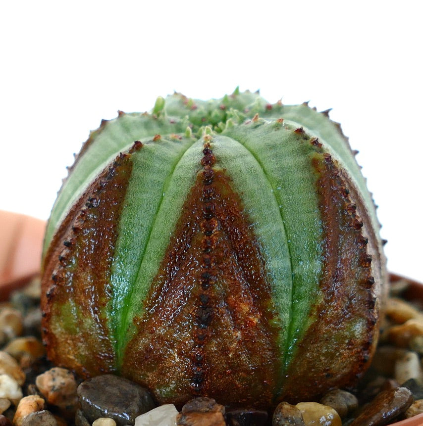 Top view of Euphorbia obesa showing its symmetrical ribbed structure with alternating green and reddish-brown sections.
