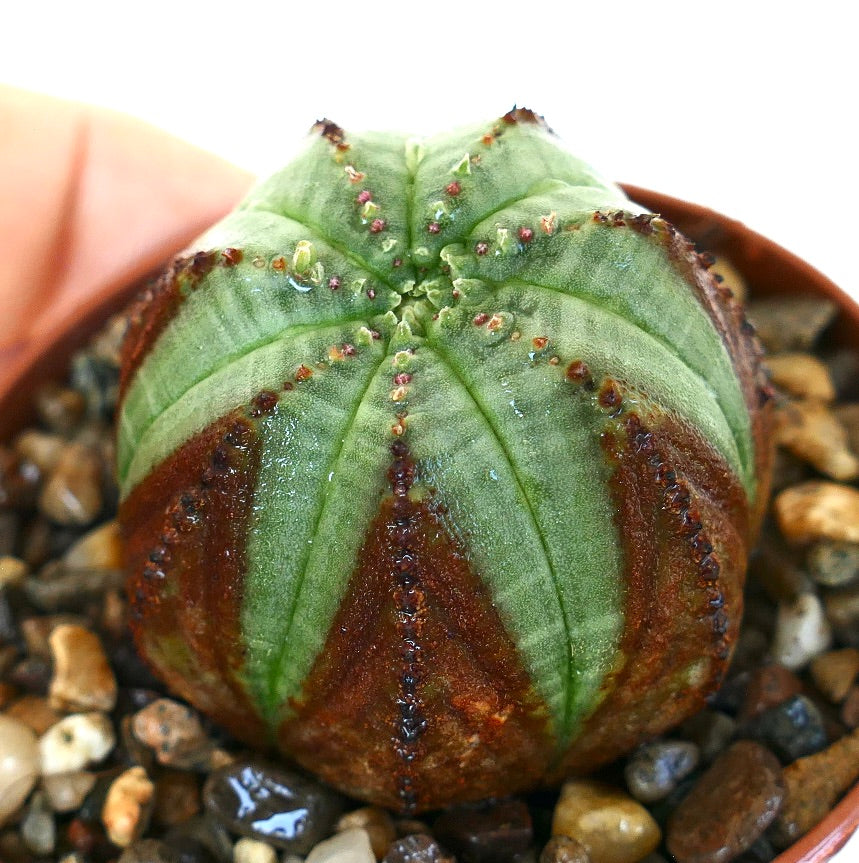 ユーホルビア　グリーンオベサ　コブ沢山 ユーフォルビア・オベサ | Botanical Archive | ユニークな多肉