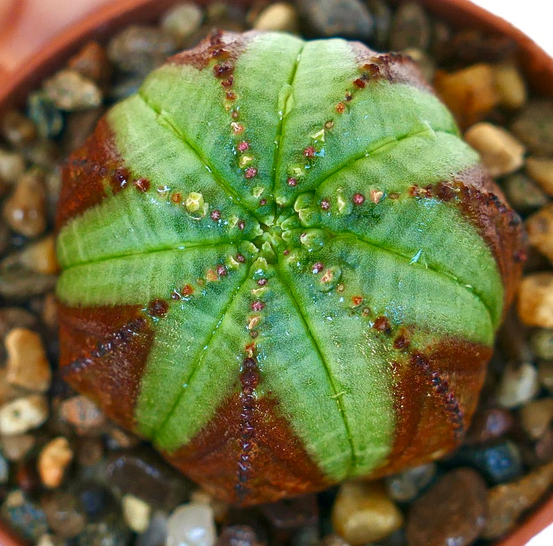 Euphorbia obesa in a small pot, displaying its spherical shape and ribbed green body with dark reddish-brown accents.