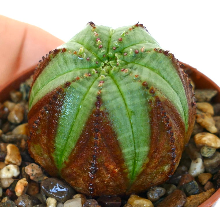 Euphorbia obesa cactus viewed from above, highlighting its segmented ribs with distinct green and reddish-brown coloring.