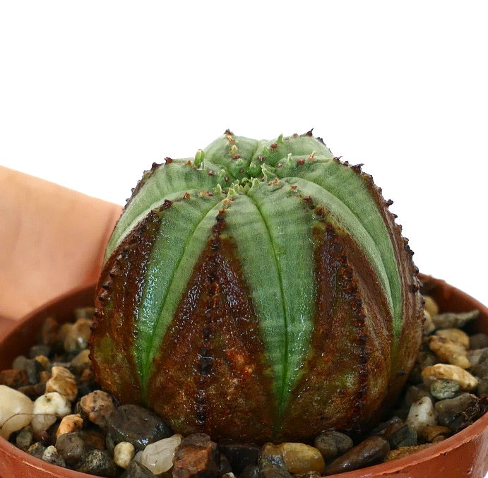 Side view of Euphorbia obesa in a terracotta pot, showing its rounded form with vertical ridges and two-tone coloration.