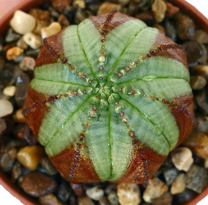 Overhead view of Euphorbia obesa, displaying its patterned ribs with alternating light green and brownish-red stripes.