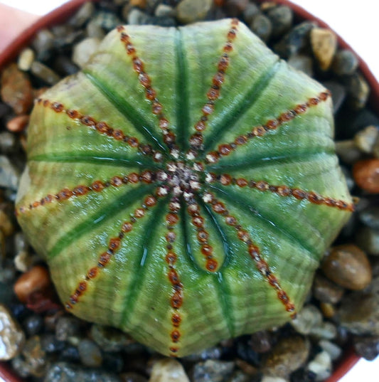 Toppvisning av Euphorbia obesa, som viser et stjerneformet ribbemønster på den grønne kroppen med rader av rødaktige knopper langs ribbene, plantet i grus.