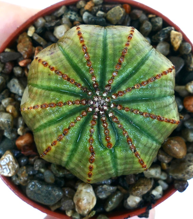 Nærbilde av Euphorbia obesa ovenfra, som viser dens symmetriske grønne kropp med vertikale ribber og røde prikkete merker som danner et stjernemønster.