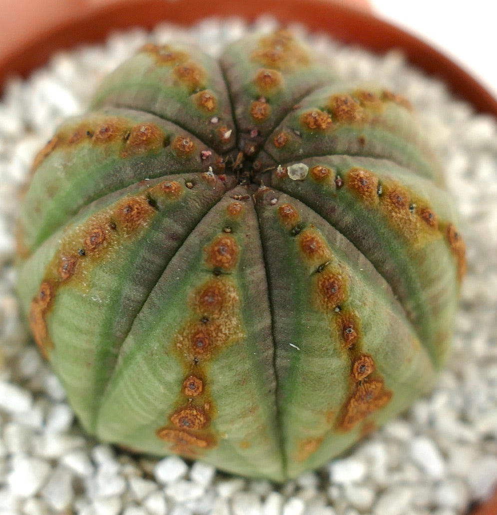 Euphorbia obesa GREEN with BROWN DOTS