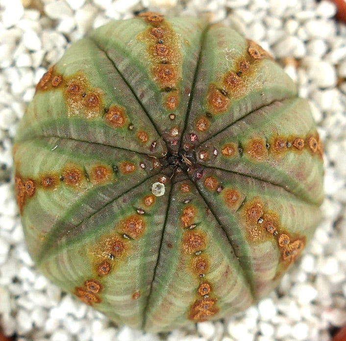 Euphorbia obesa GREEN with BROWN DOTS