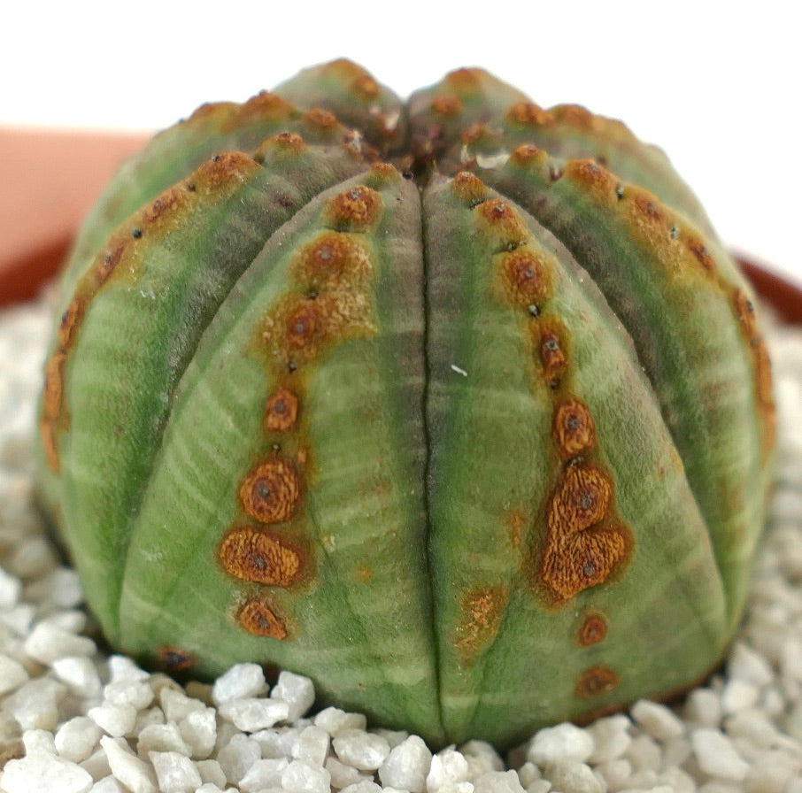 Euphorbia obesa GREEN with BROWN DOTS