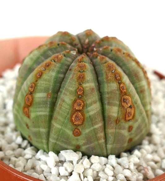 Euphorbia obesa GREEN with BROWN DOTS