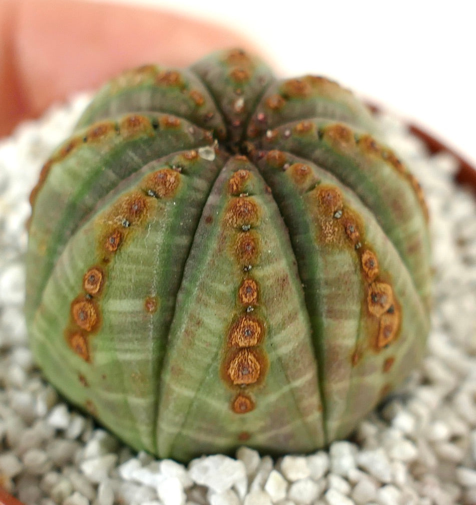 Euphorbia obesa GREEN with BROWN DOTS