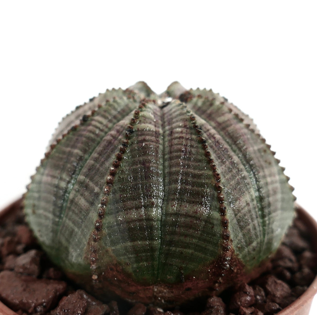 Euphorbia obesa GREY-GREEN EFT