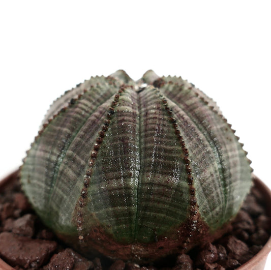 Euphorbia obesa GREY-GREEN EFT