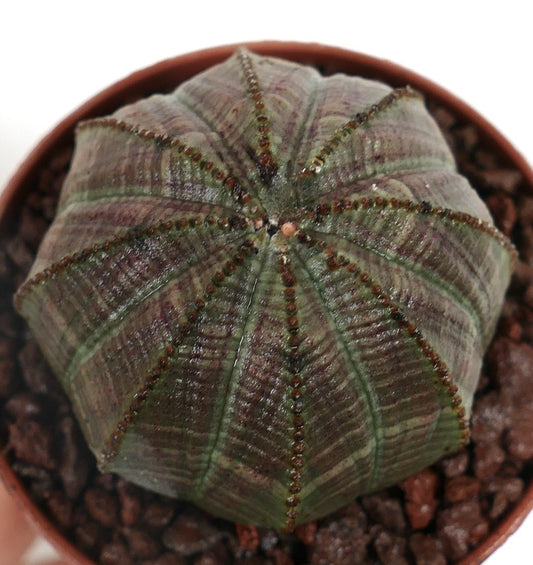 Euphorbia obesa GREY-GREEN EFT