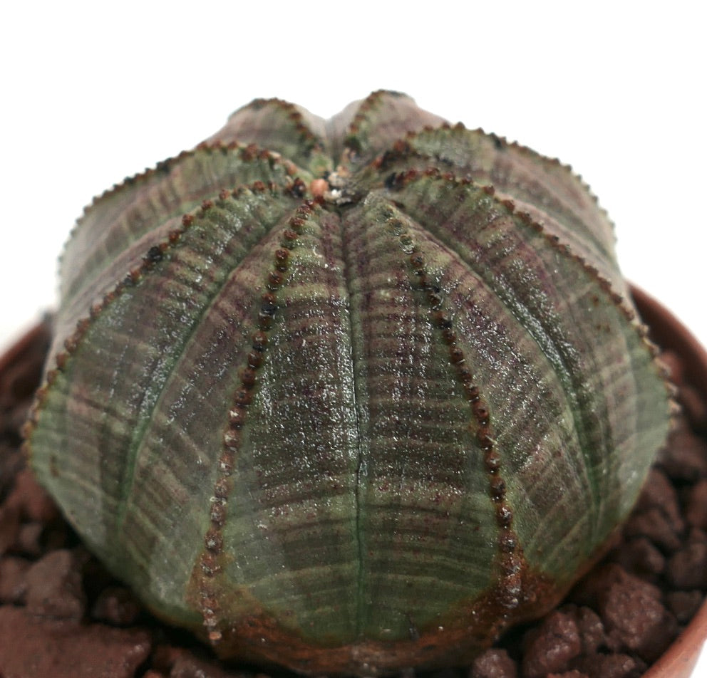 Euphorbia obesa GREY-GREEN EFT