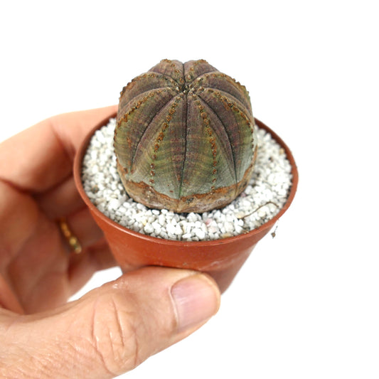 Euphorbia obesa small succulent with rounded ribbed body and muted grey-pink tones in pot