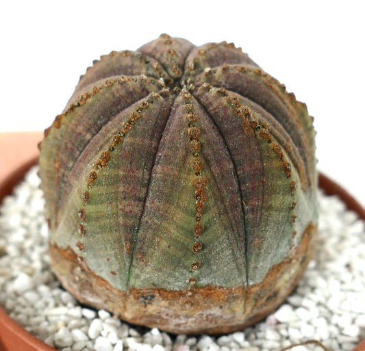 Euphorbia obesa succulent with rounded ribbed body and muted grey-pink tones in pot