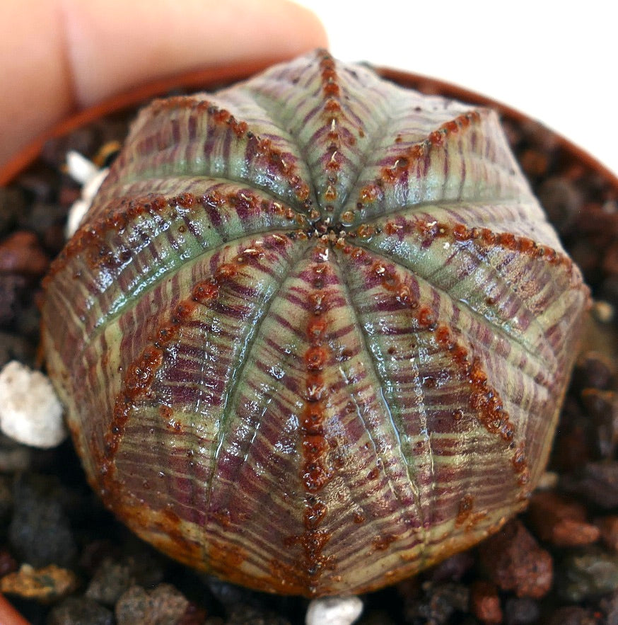 Close-up van Euphorbia obesa GREY-RED striata in een pot, met zijn ronde, geribbelde lichaam met afwisselend grijs-groene en roodachtige strepen.