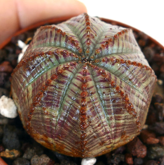 Nærbilde av Euphorbia obesa GREY-RED striata i en potte, som viser dens avrundede, ribbede kropp med vekslende grågrønne og rødlig striper.