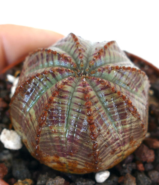 Skrått bilde av Euphorbia obesa GREY-RED striata, som fremhever dens kuppelformede form med åtte tydelige ribber mønstret i grå og røde toner.
