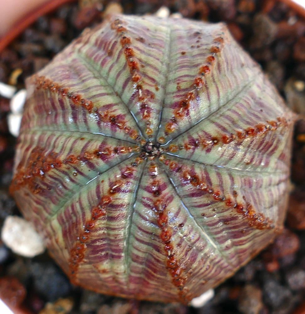 Bovenaanzicht van Euphorbia obesa GREY-RED striata, met symmetrische geribbelde secties met gestreepte grijs-groene en roodachtige kleuren.