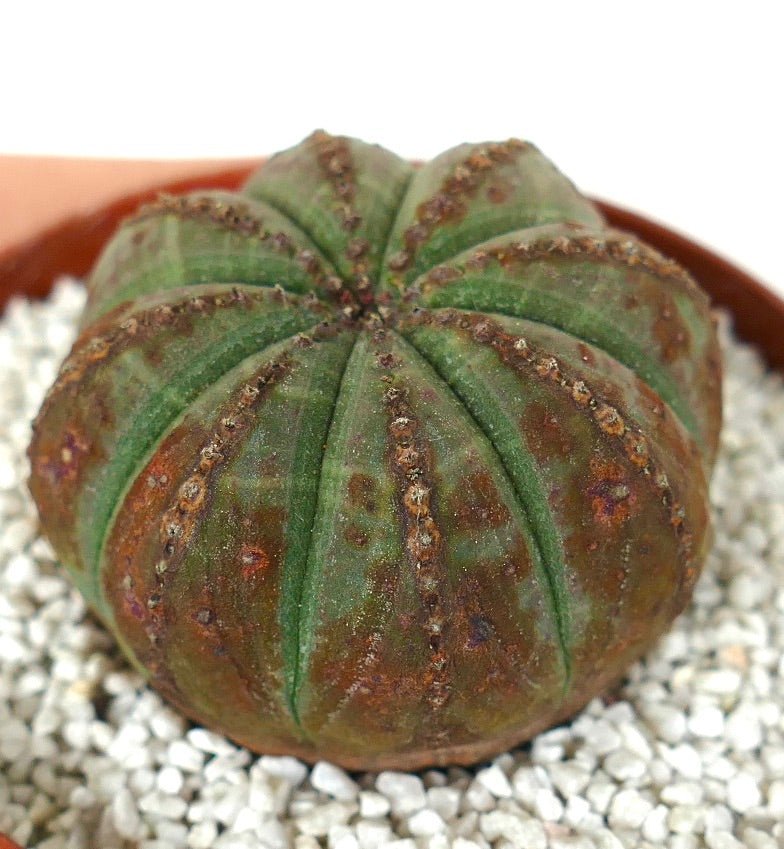 Euphorbia obesa succulent cactus with rounded ribbed body and brown markings