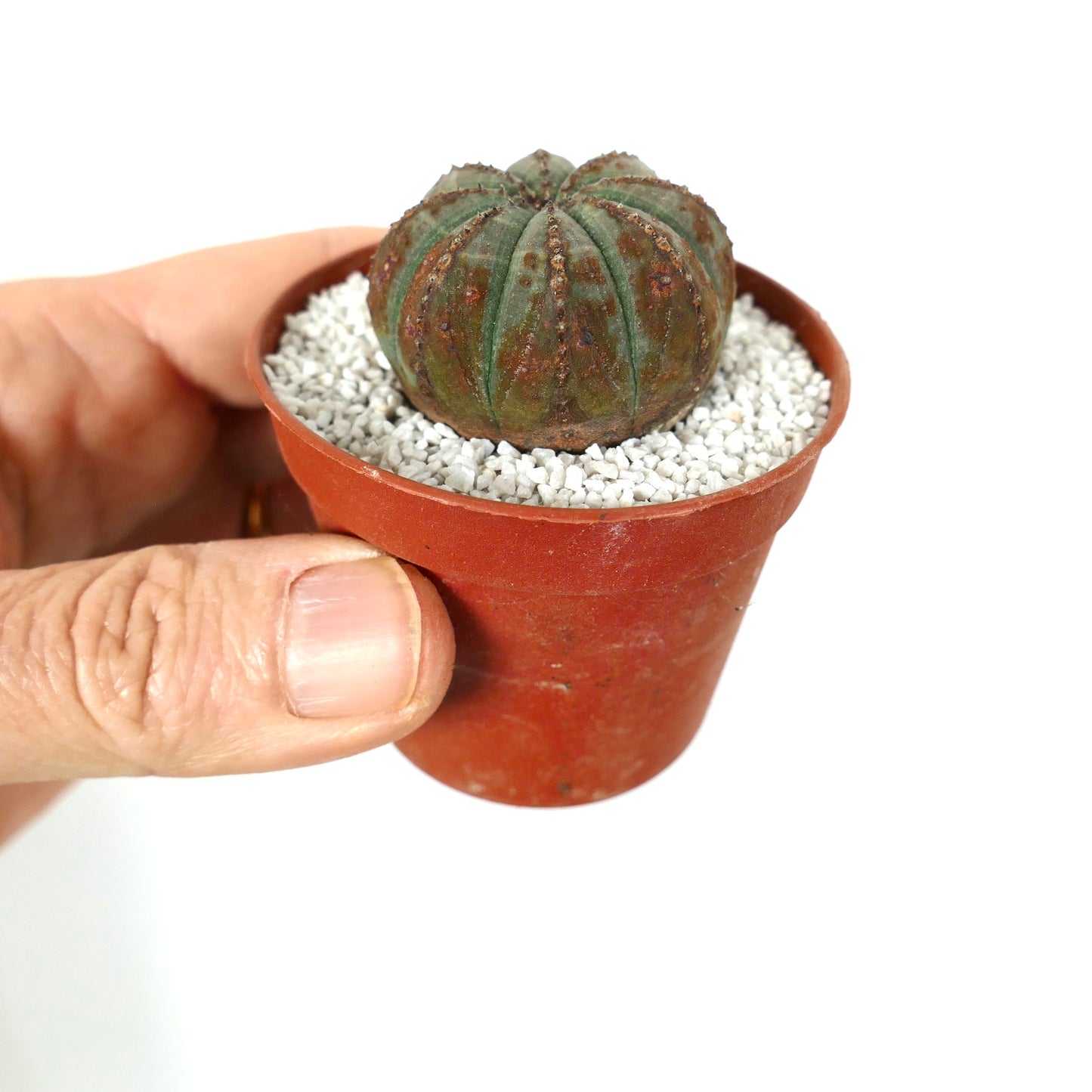 Euphorbia obesa small succulent with rounded shape and brown textured markings in pot