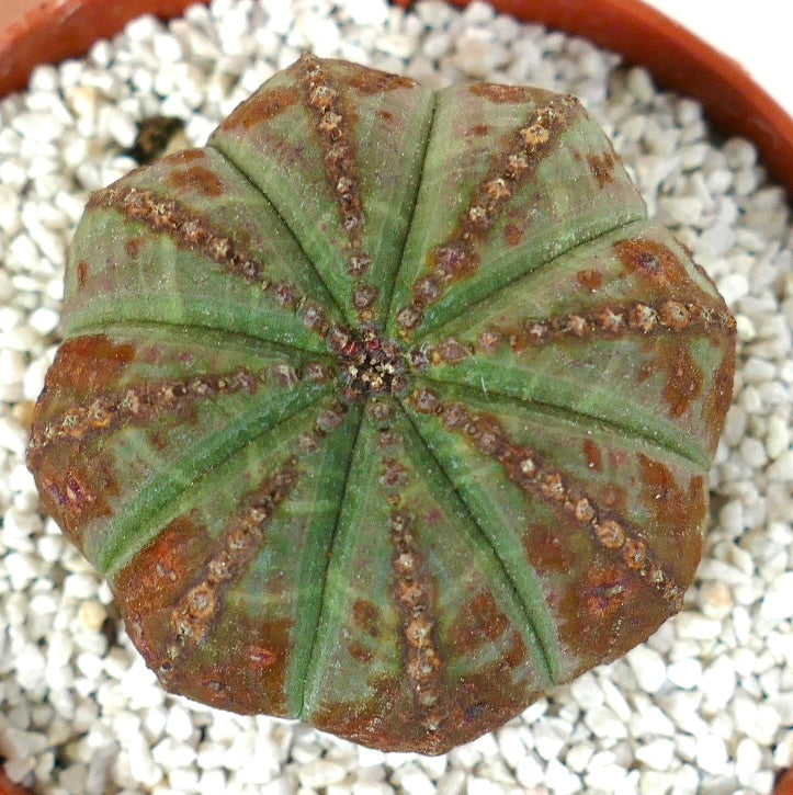 Euphorbia obesa succulent with rounded ribs and brown mottled markings on green surface