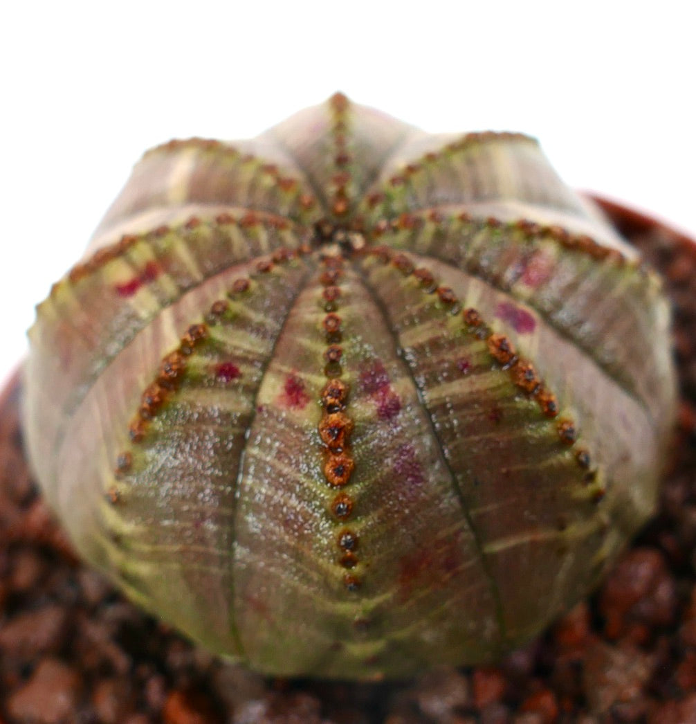 Euphorbia obesa Sukkulente Kaktus mit runder Form und rosa gefleckter Variegation