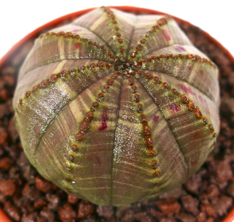 Euphorbia obesa Sukkulente mit runder Form und rosa geflecktem Muster auf den Rippen