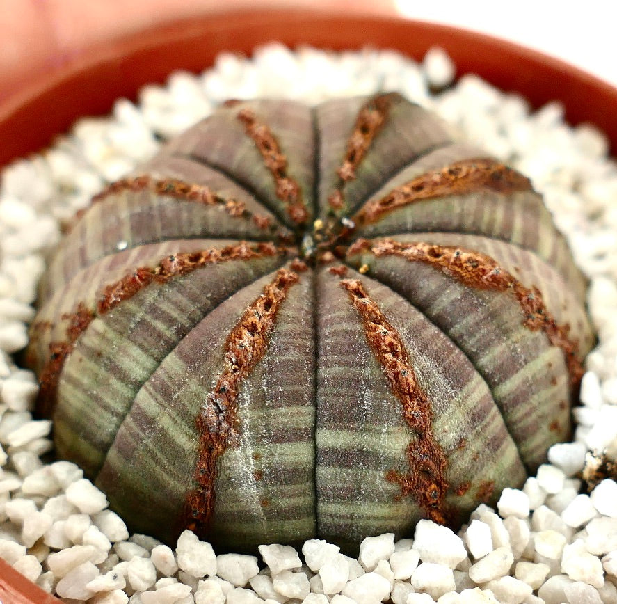 Euphorbia obesa GREY with BOWN LINES