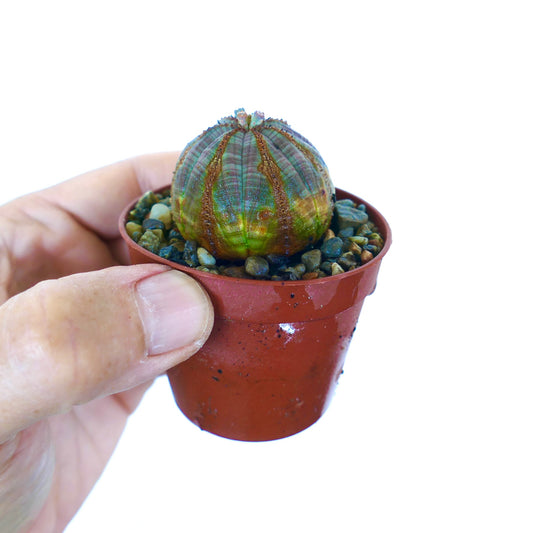 鉢に入ったユーフォルビア・オベサを手に持っている、小さく丸い多肉植物で、灰緑色の体に縦の茶色い肋線があり、頂部には小さな花のつぼみがついています。