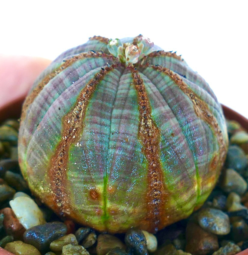 Close-up Euphorbia obesa side view, showing its spherical ribbed form with a muted grey hue, brown-lined ridges, and pale flower buds on top.